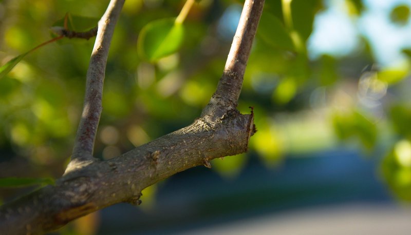 Obstbaumschnitt